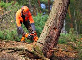 Leaf Removal in Gloucester, MA