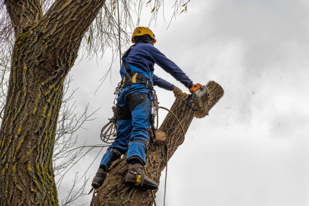 Best Leaf Removal  in Gloucester, MA